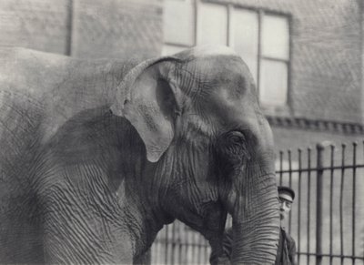 Éléphant d